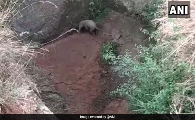 Baby Elephant Falls Into Ditch In Tamil Nadu. Village Comes To Its Rescue