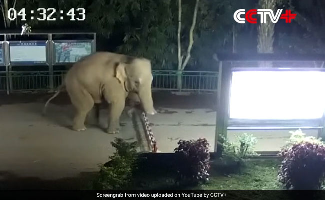VIDEO: कैमरे में कैद हुई हाथी की चालाकी, ऐसे बॉर्डर पार कर पहुंचा दूसरे देश घूमने