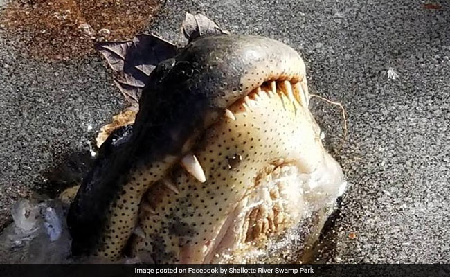 Watch: In Winter, Alligators Stick Their Snouts Out - This Is Why