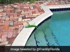 It's So Cold In Florida, Frozen Iguanas Are Falling Out Of Trees