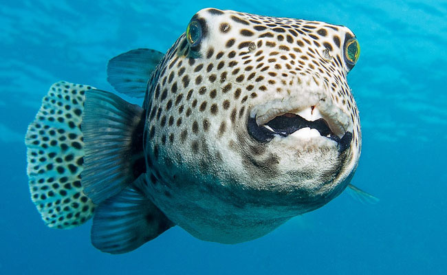 Japanese Grocer Accidentally Sold Five Packages Of Deadly Blowfish. Two Are Still Missing.