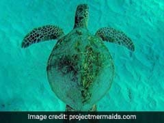 Climate Change Kills Around 300 Rare Green Turtles On Mexico Coast
