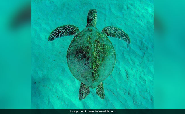 14 Turtles Die Due To Extreme Heat Conditions In Gujarat's Kutch