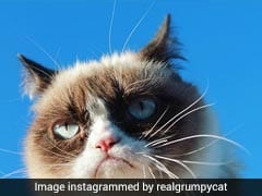 Grumpy Cat Wins $710,000 In Lawsuit And That's Her Happy Face