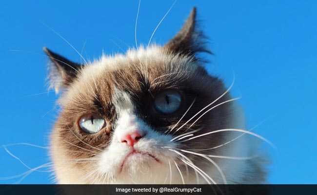 Grumpy Cat Owner Awarded Over $700,000 In Lawsuit. Cat Still Won't Smile.