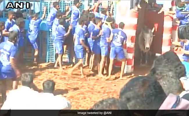 Jallikattu 2018: Date, History And Importance