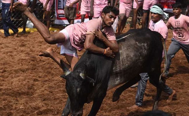 11 Injured In Palamedu Jallikattu