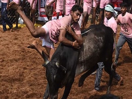'जल्लीकट्टू' बना 'खूनी' खेल, तमिलनाडु में 3 लोगों की मौत, सैकड़ों घायल 'जल्लीकट्टू' बना 'खूनी' खेल, तमिलनाडु में 3 लोगों की मौत, सैकड़ों घायल