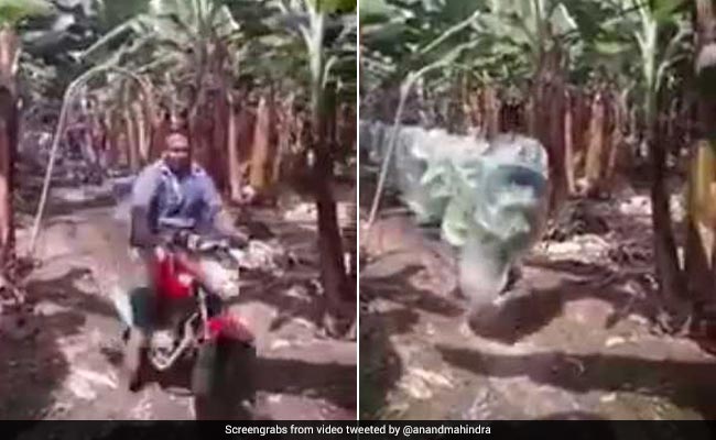 Anand Mahindra, Fan Of 'Jugaad', Tweets Video Of Nifty 'Kela-Konveyor'