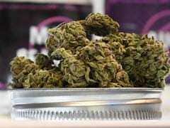 On New Year's Day, California Legalises Sale Of Marijuana