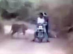 In Chilling Video, Bikers Are Caught Between 2 Tigers. What Happened Next