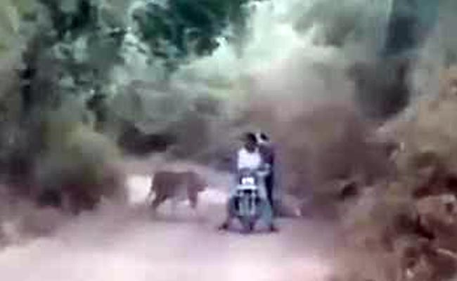 In Chilling Video, Bikers Are Caught Between 2 Tigers. What Happened Next