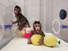 Monkey Clones Latest Scientific Achievement, Human Copies Next In Line?