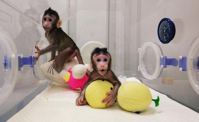 Monkey Clones Latest Scientific Achievement, Human Copies Next In Line?