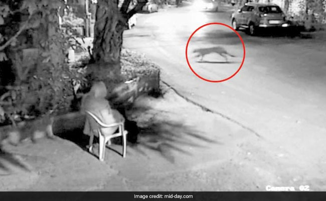 Mumbai: Leopard Visits Hema Malini's Colony, Overzealous Guard Runs After It