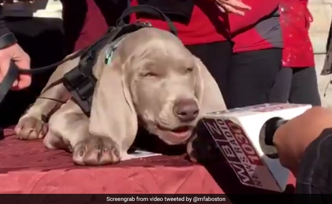 Museum Hires Dog For A Very Important Job