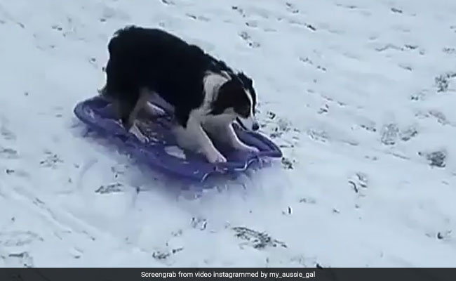 बर्फबारी के बीच इस कुत्ते ने किया कुछ ऐसा जिसे देखकर लोटपोट हो जाएंगे आप