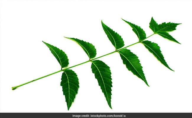 neem has antibacterial properties