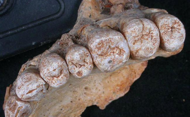 200,000-Year-Old Human Jawbone Discovered In Israel Cave Might Be The "Oldest"