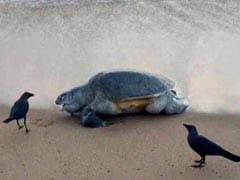 Over 100 Endangered Olive Ridley Turtles Found Dead Along Chennai Coast