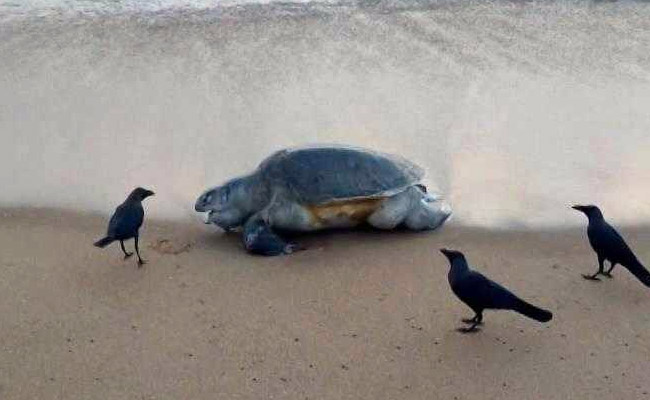 Over 100 Endangered Olive Ridley Turtles Found Dead Along Chennai Coast
