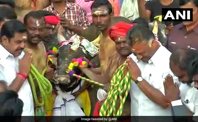 जल्लीकट्टू का सीएम पलनीस्वामी ने किया शुभारंभ, आज जीतने वाले को इनाम में मिलेगी कार