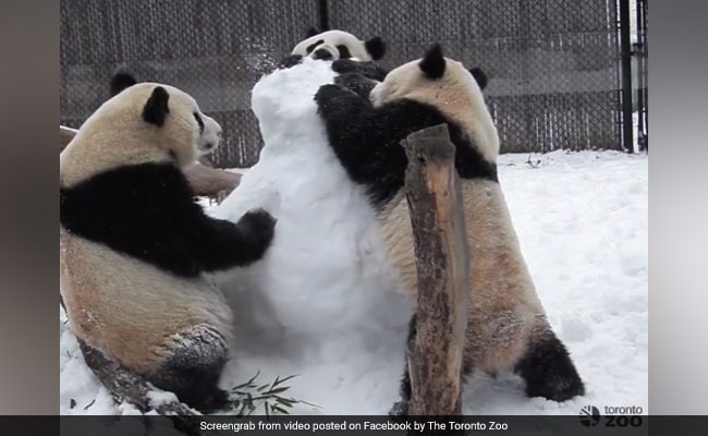 Three Giant Pandas Take On Snowman. Video Is Too Cute To Miss