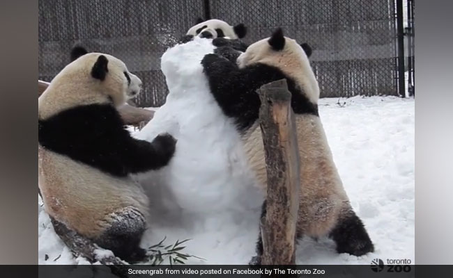 VIDEO: खेलते-खेलते हो गई तीन पांडा के बीच लड़ाई, बार-बार देखने को मजबूर हो जाएंगे आप