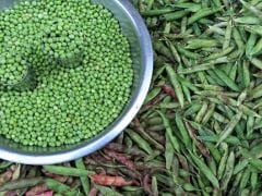 8 Incredible Benefits of Peas You May Not Have Known