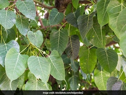 Uric Acid को कम करने में असर दिखाती है इस एक पेड़ की छाल, सूजे हुए हाथ-पैर भी हो जाएंगे ठीक  Uric Acid को कम करने में असर दिखाती है इस एक पेड़ की छाल, सूजे हुए हाथ-पैर भी हो जाएंगे ठीक