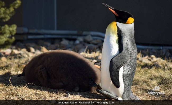 Canada's Chilly Weather Has Even Penguins Taking Shelter From The Cold