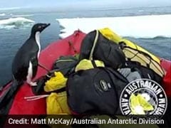 Antarctic Researchers Surprised By Excited Penguin. Watch Adorable Video