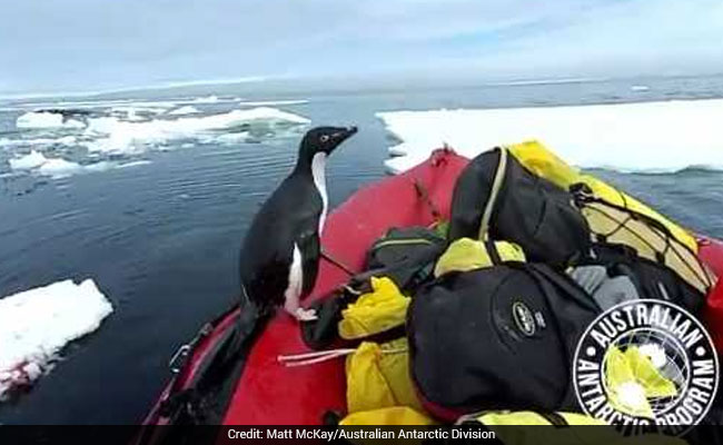 Antarctic Researchers Surprised By Excited Penguin. Watch Adorable Video