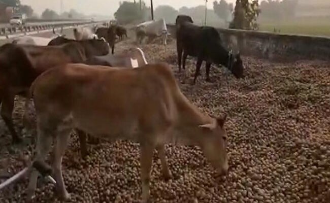 ...इस वजह से यूपी में सड़कों पर फेंका जा रहा है आलू ...इस वजह से यूपी में सड़कों पर फेंका जा रहा है आलू