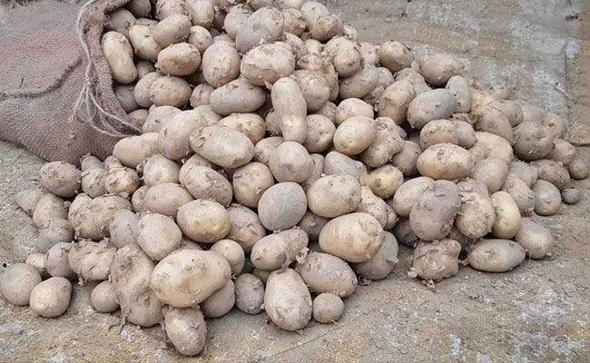 Cold Storage Supply Makes Potatoes Dearer In Kolkata