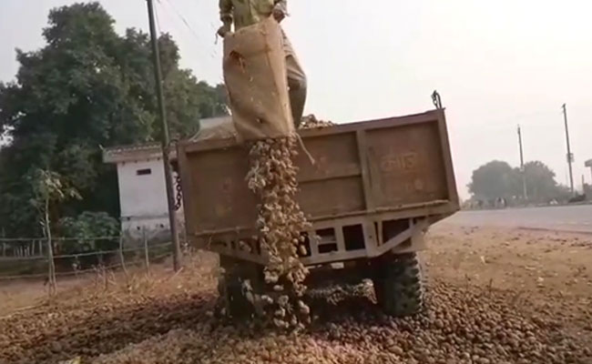 Why Potatoes Are Being Dumped In Uttar Pradesh