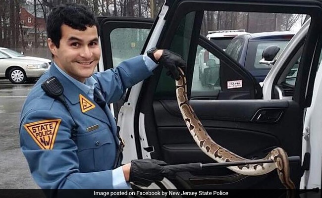 Python Found In Broken Aquarium On The Side Of A Road. Cop To The Rescue