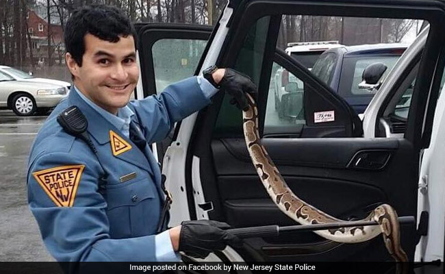 Python Found In Broken Aquarium On The Side Of A Road. Cop To The Rescue