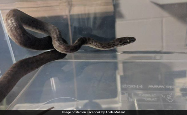 Woman Woken Up In The Middle Of Night By Scariest Surprise - A Python