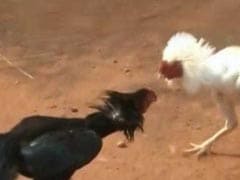 Rooster Fights Turn Bloody, Multi-Crore Gambling Continues Despite Court Orders