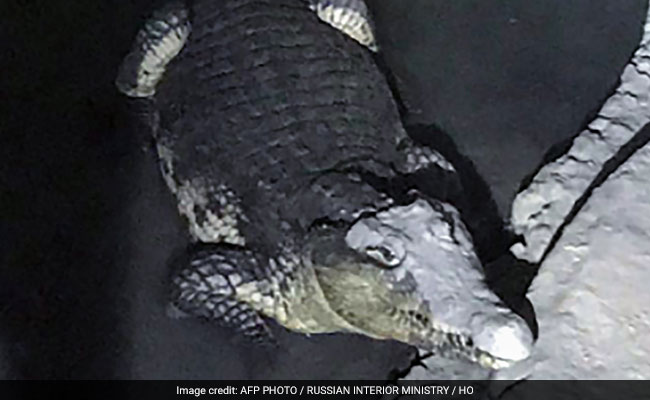 During Weapons Raid, Cops Find 2-Metre Crocodile In Suspect's Basement
