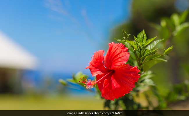 Do You Know How Shoe Flower Curbs Hair Loss?