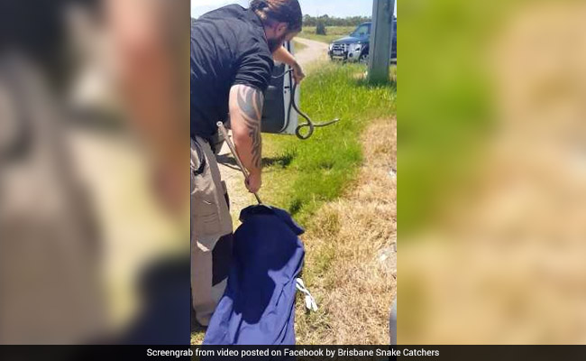 Man Finds Snake Slithering Over Arm While Driving. Watch Thrilling Rescue