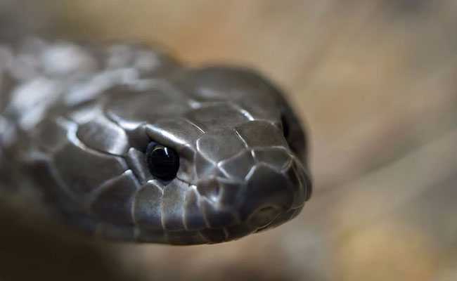 4-Foot-Long Snake Enters Bank, Triggers Panic Among Staff In Delhi