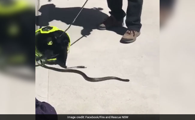 Firefighter Finds Venomous Snake Hiding Inside Helmet. Watch