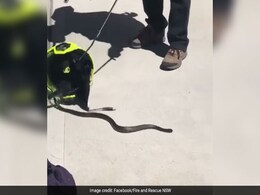 Firefighter Finds Venomous Snake Hiding Inside Helmet. Watch Firefighter Finds Venomous Snake Hiding Inside Helmet. Watch