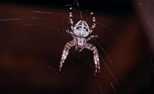 Man Trying To Kill Spider 'Sets Apartment On Fire'