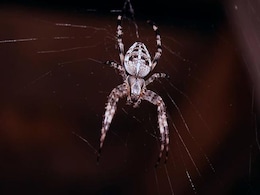 Spiders Can Float In The Air. Scientists Just Found Out How They Lift Off Spiders Can Float In The Air. Scientists Just Found Out How They Lift Off