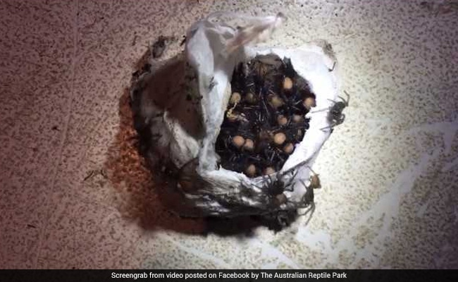 Terrifying Video Shows Hundreds Of Baby Spiders Crawling Out Of Egg Sack