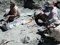 Extinct Giant Burrowing Bat Fossil Found In New Zealand